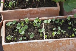 Lavatera trimestris seedlings in terracotta box