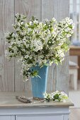 Blossoming branches of malus (ornamental apple) in blue vase