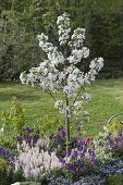 Malus 'Everste' with Tiarella 'Snow Blanket'