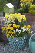 White-yellow spring in turquoise pot and box