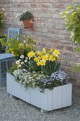 White wooden box planted white-yellow with Narcissus 'Goblet'