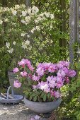 Rhododendron yakushimanum 'Silberwolke' (Alpenrose)