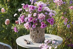 Roses, pink autumn bouquet of aster (white wood aster) in basket vase