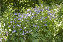 Aquilegia caerulea 'Sky Blue', in the garden