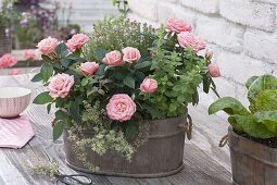 Small wood sink with Rose chinensis, thyme