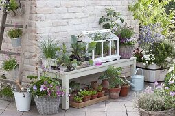Terrasse mit vorgezogenen Jungpflanzen und Kräutern