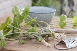 Wasabi, also Japanese horseradish, water horseradish