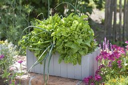 Curled lettuce 'Till' with onions in wooden box