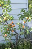 Apricot tree, and oregano