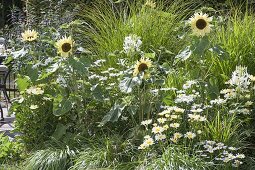White-yellow flower bed with Helianthus annuus 'Buttercream'