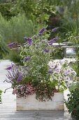 Wooden box with Buddleja Buzz 'Violet', Lavatera trimestris