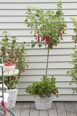 Berry balcony with red currant 'Rolan', bush and 'Rovada' strain