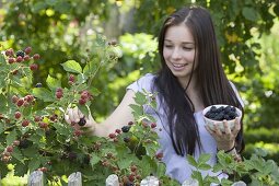 Junge Frau pflückt Brombeeren (Rubus fruticosus)