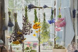 Dry herbs and flowers by the window