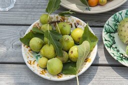 Freshly picked figs (Ficus carica) on ceramics