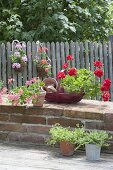 Pots with Pelargonium peltatum on garden wall