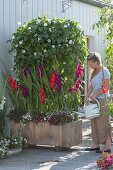 Holzkasten mit Rankgerüst als Sichtschutz : Gladiolus 'Plum Tart'