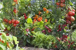 Vegetable patch with tomatoes (Lycopersicon), hot peppers, snack paprika