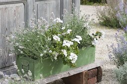 Green wooden box planted white with Pelargonium peltatum 'White Pearl'