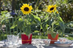 Table decoration with Helianthus annuus, pots with red felt