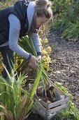 Woman digging gladioli for wintering