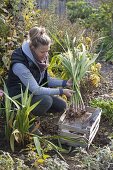 Frau gräbt Gladiolen zum einwintern aus