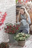Woman watering Skimmia japonica 'Kew White' and 'Winnie Dwarf'