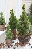 Table arrangement of Picea glauca 'Conica' in baskets
