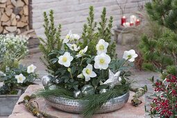Silver bowl with Picea glauca 'Conica', Helleborus niger