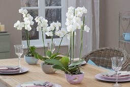 Table decoration with phalaenopsis