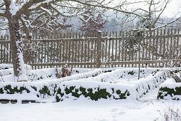 Snowy cottage garden with apple tree (malus) and fence