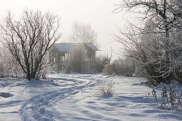 Trace through the snowy garden leads to the tea house, woody plants with hoarfrost
