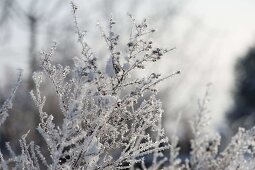 Frozen plants thickly coated with hoarfrost crystals