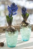 Hyacinthus (Hyazinthen) auf türkisen Gläsern mit Wasser ziehen