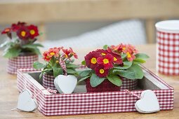 Primula acaulis (Primeln) auf Tablett mit rot-weiss-kariertem Schleifenband