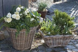 Baskets of hardy plants on a small terrace in the garden