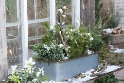 Tin box with conifers planted in front of the greenhouse window