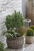 Korb winterfest bepflanzt : Pinus (Kiefer) , Skimmia japonica 'Kew White'