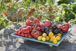 Frisch geerntete Tomaten (Lycopersicon) in verschiedenen Farben, Formen