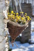 Homemade basket with Eranthis hyemalis as traffic light
