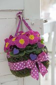 Small wire basket with primula acaulis in moss hung on door handle