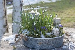 Zinc shell with Galanthus nivalis (snowdrop) and Crocus