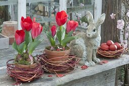 Tulipa 'Red Paradise' in clay pots on the shed window, wreaths