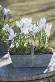 Krokusse in Zink-Koerben auf dem Gartentisch