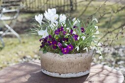 Schale mit Primula x pruhoniciana 'Wanda' (Garten-Teppich-Primeln), Crocus