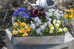Holz-Kiste bunt bepflanzt mit Viola cornuta (Hornveilchen)