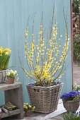 Forsythia underplanted with Scilla