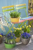 Blau-gelb bepflanzte Frühlingsterrasse mit bunten Klappstuehlen