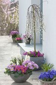 Gray shell with Hyacinthus 'White Pearl' and Primula
