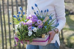 Woman bringing spring gift box, Primula acaulis 'Suzette'
